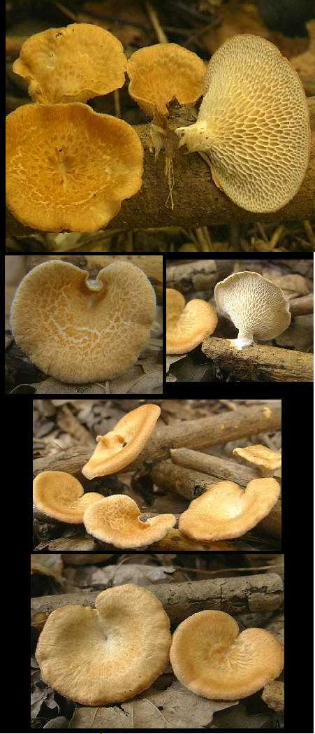 Polyporus mori